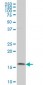 MAGOH Antibody (monoclonal) (M02)